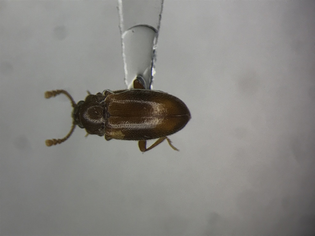 Hadromychus chandleri