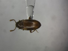 Hadromychus chandleri