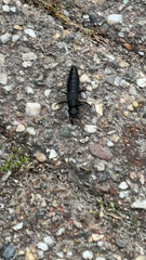 Ocypus olens