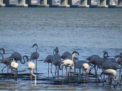 Phoenicopterus roseus