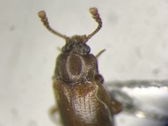 Hadromychus chandleri