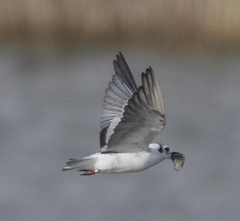 Chlidonias leucopterus