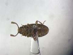 Hadromychus chandleri