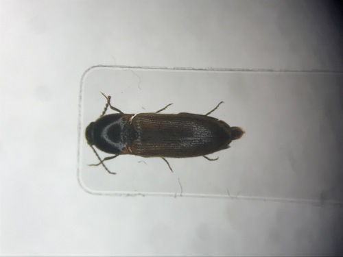 Black-headed Click Beetle