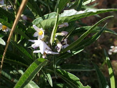 Solanum nitidum