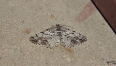 Peribatodes secundaria