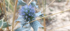 Eryngium maritimum