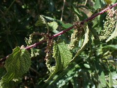 Urtica leptophylla