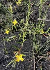 Ludwigia octovalvis