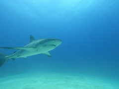 Carcharhinus perezii