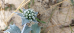 Eryngium maritimum
