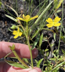 Ludwigia octovalvis