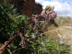 Urtica leptophylla
