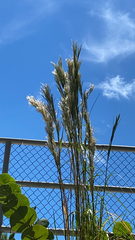 Andropogon glomeratus