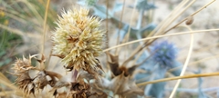 Eryngium maritimum