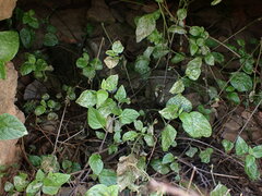 Jaltomata repandidentata