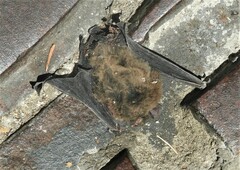 Pipistrellus
