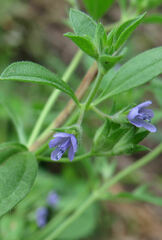 Trichostema brachiatum
