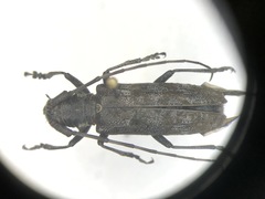 Monochamus maculosus