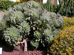 Aeonium percarneum