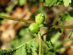 Rhopalomyia tanaceticola