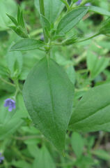 Trichostema brachiatum