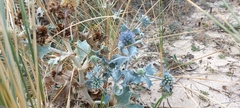 Eryngium maritimum