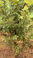 Ulmus thomasii