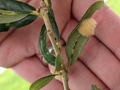 Druon quercuslanigerum