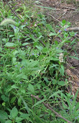 Trichostema brachiatum
