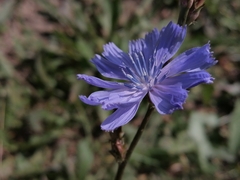 Cichorium