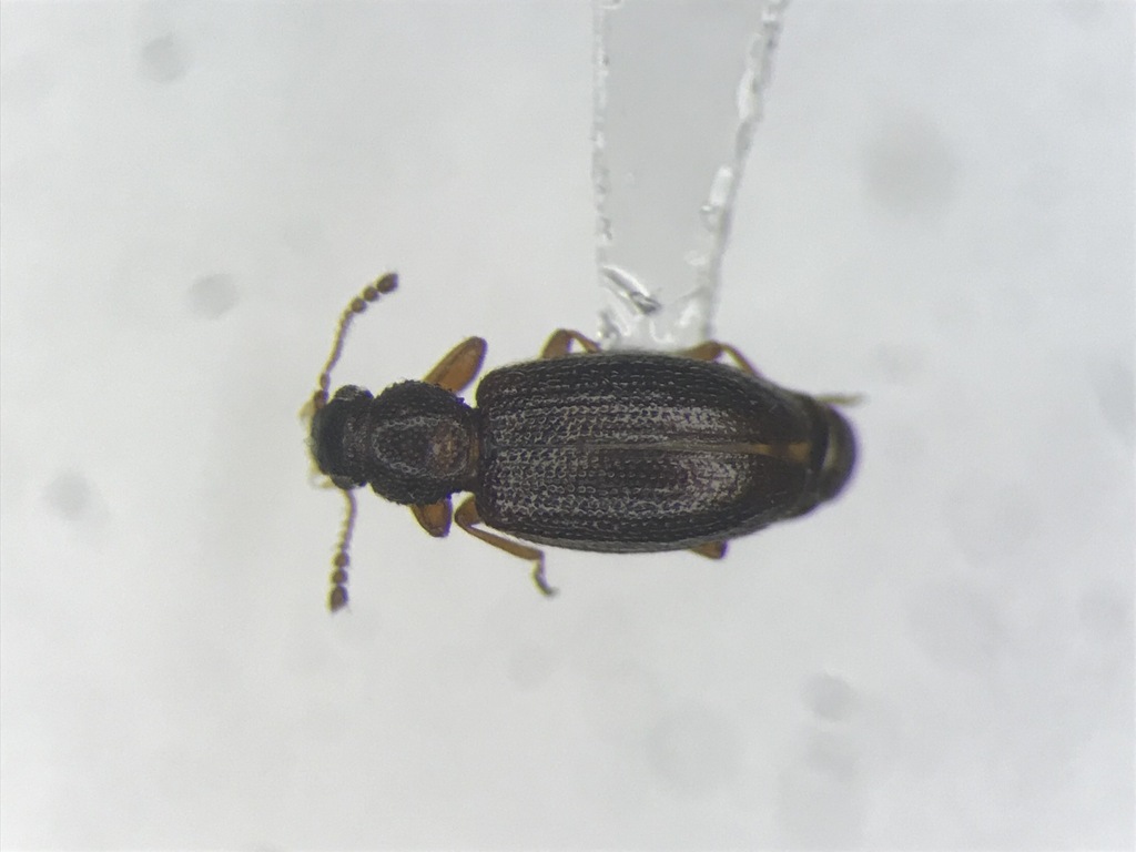 Corticaria rubripes