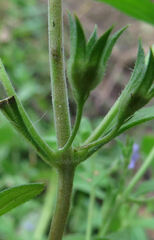 Trichostema brachiatum
