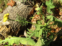 Rhopalomyia tanaceticola