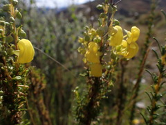 Calceolaria linearis