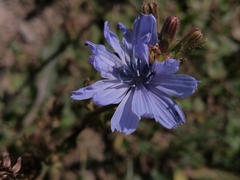 Cichorium