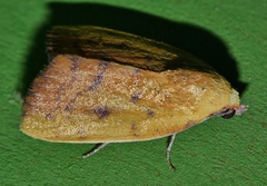 Earias luteolaria