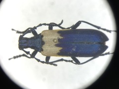 Desmocerus palliatus