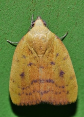 Earias luteolaria