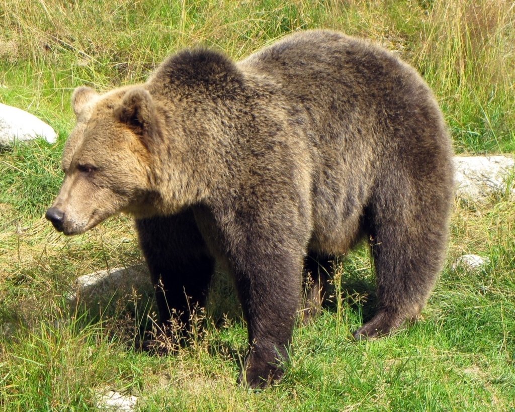 кавказский медведь фото