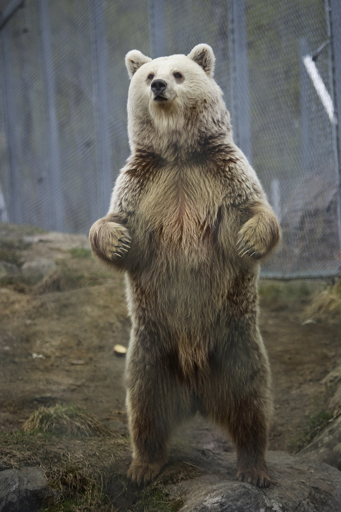 Ussuri brown bear - Wikipedia