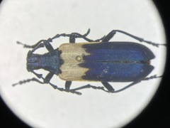 Desmocerus palliatus