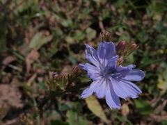 Cichorium