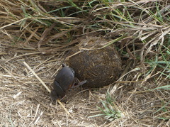 Scarabaeus goryi
