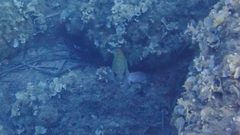 Epinephelus marginatus