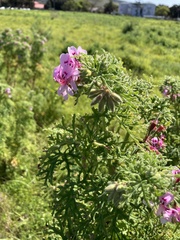 Pelargonium radens