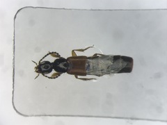 Philonthus rufulus
