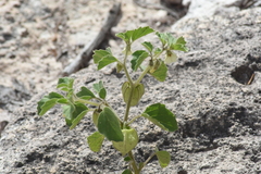 Physalis neomexicana