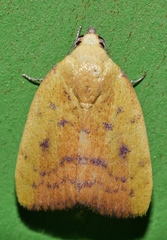 Earias luteolaria