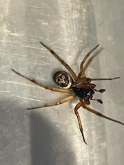 Steatoda nobilis